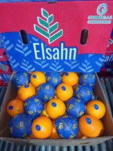 An open Elsahn carton of wrapped and unwrapped oranges on the packing line rollers