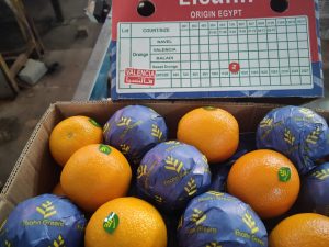 An Elsahn carton lid marked Valencia above oranges packed with wrapped fruit