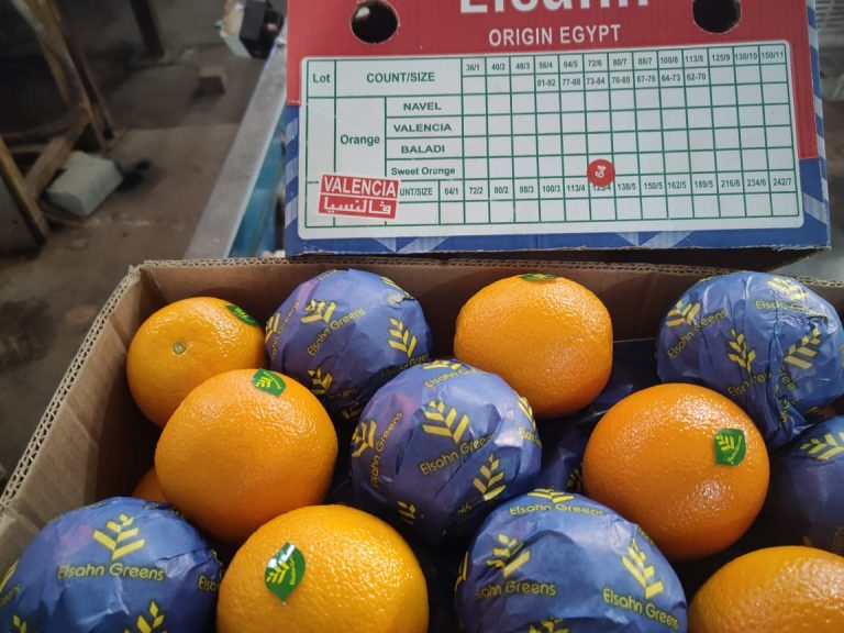 An Elsahn carton lid marked Valencia above oranges packed with wrapped fruit