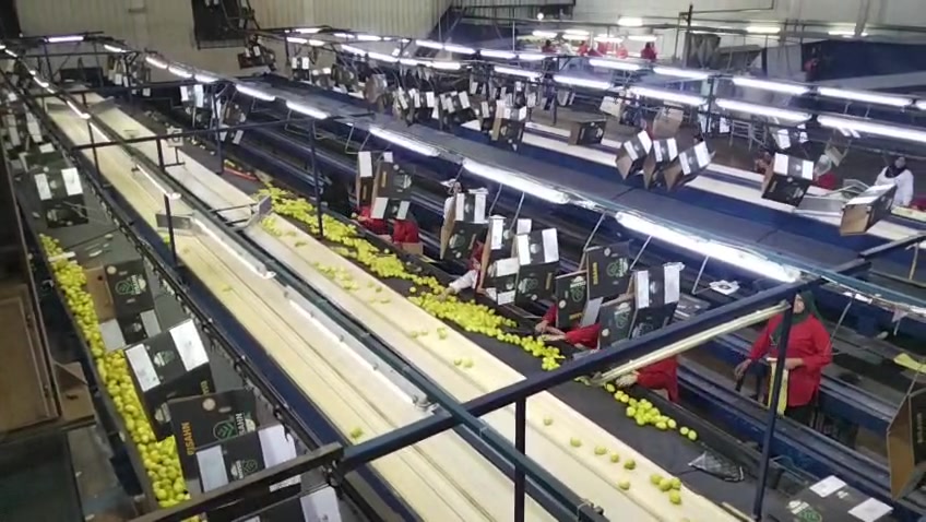 The packing hall from above: citrus on the grading lines and packers filling Elsahn cartons